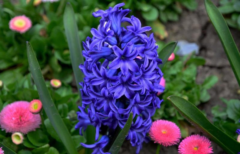 Boje i mirisi proljeća, Foto: CROPIX