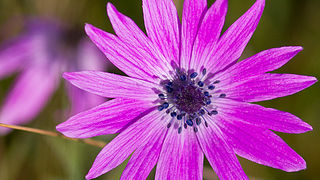 Priroda, cvijece, livada, sparoge, foto: Leo Banic