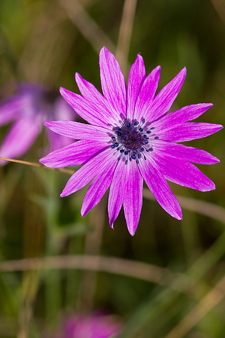 Priroda, cvijece, livada, sparoge, foto: Leo Banic