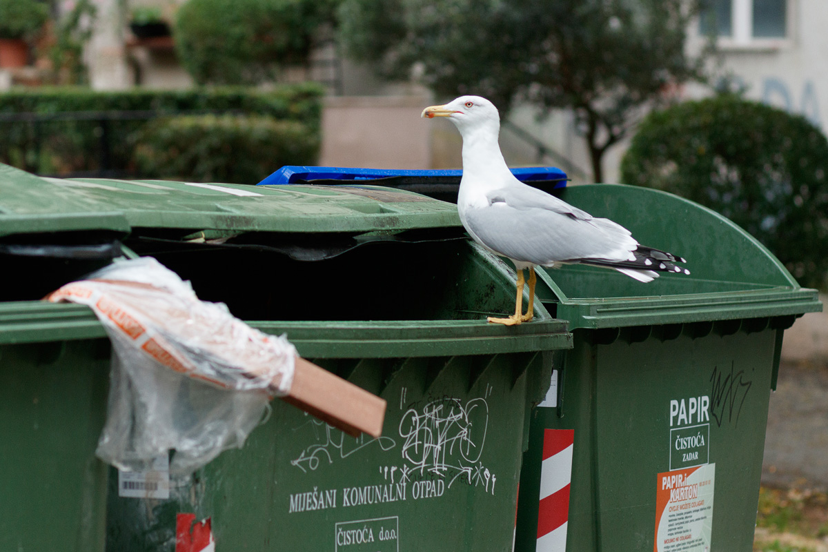 Đir po gradu, 4. studenog 2022. Đir po gradu, 4. studenog 2022.