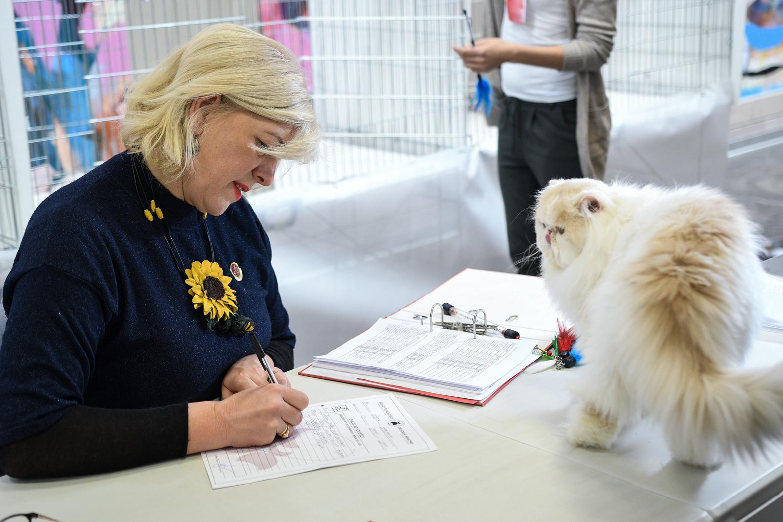 Međunarodna izložba mačaka