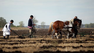 Jankolovica, Biograd, 150912. 
U Jankolovici kraj Biograda odrzan je drugi dan 59. Svjetskog prvenstva u oranju. Ovo natjecanje u oranju odrzava se od 1953. godine, a Hrvatska se ukljucila 2005. godine.
Na fotografiji: detalj s manifestacije. 
Foto: Jure