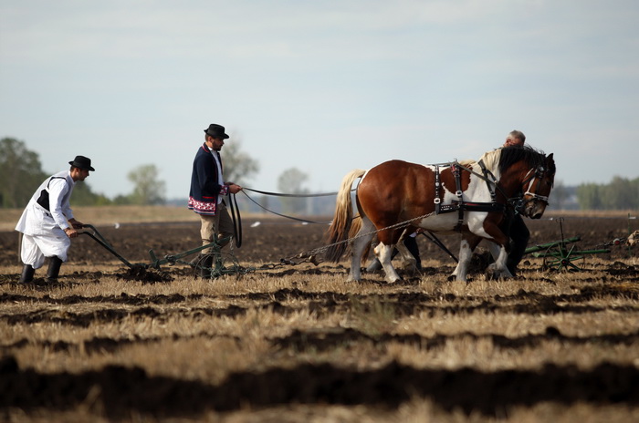 Jankolovica, Biograd, 150912. 
U Jankolovici kraj Biograda odrzan je drugi dan 59. Svjetskog prvenstva u oranju. Ovo natjecanje u oranju odrzava se od 1953. godine, a Hrvatska se ukljucila 2005. godine.
Na fotografiji: detalj s manifestacije. 
Foto: Jure