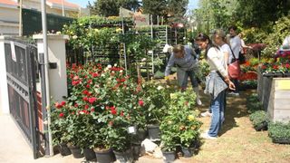 U Sv. Filip i Jakovu danas je otvoren 14. Festival cvijeća Zadarske županije, Foto: Dino Stanin/PIXSELL