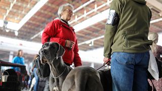 Izložba pasa na Zagrebačkom velesajmu Izložba pasa na Zagrebačkom velesajmu