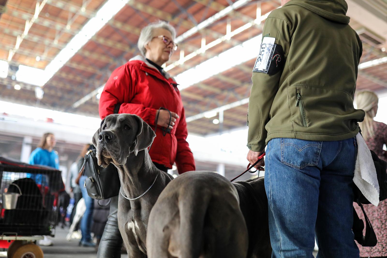 Izložba pasa na Zagrebačkom velesajmu Izložba pasa na Zagrebačkom velesajmu