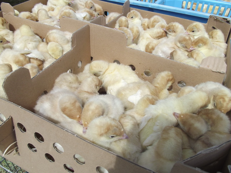 Benkovački sajam, 10. svibnja 2015.