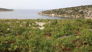 Primošten. Počela berba grožđa od kojeg se pravi svjetski poznato vino Babić. Photo: Duško Jaramaz/PIXSELL Primošten. Počela berba grožđa od kojeg se pravi svjetski poznato vino Babić. Photo: Duško Jaramaz/PIXSELL