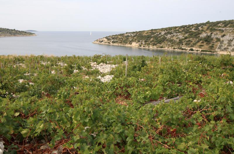 Primošten. Počela berba grožđa od kojeg se pravi svjetski poznato vino Babić. Photo: Duško Jaramaz/PIXSELL Primošten. Počela berba grožđa od kojeg se pravi svjetski poznato vino Babić. Photo: Duško Jaramaz/PIXSELL