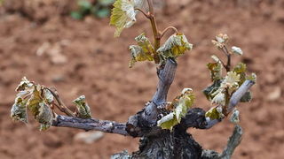 Mraz u Galovcu nanio ogromnu štetu poljoprivrednim kulturama a pogotovo voćkama i vinogradima. Foto: Silvio Marcus Milanko