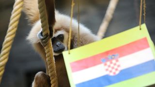 Gibon Kent odabrao pobjednika utakmice Hrvatska – Maroko