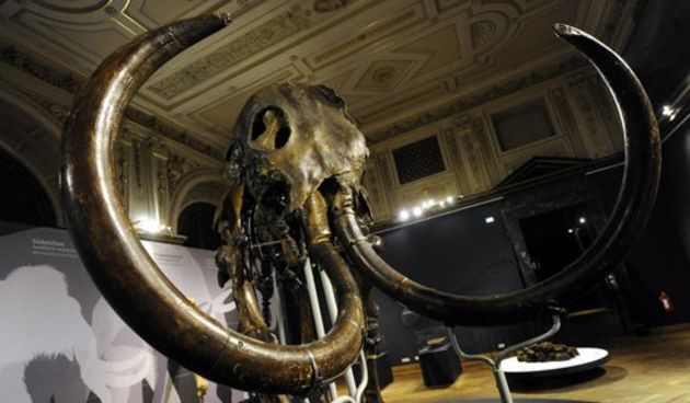 Mamut, muzej u Beču, prethistorija/foto-vienna.at