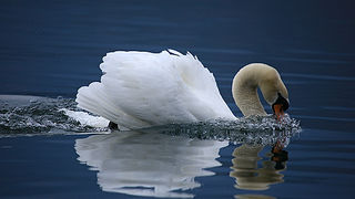 Bled i Bledsko jezero Bled i Bledsko jezero