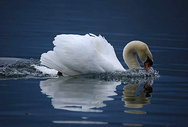 Bled i Bledsko jezero Bled i Bledsko jezero