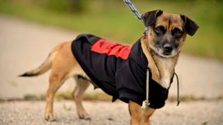 DasPas i street art umjetnici pomažu Azil Dumovec(psić,dogs) DasPas i street art umjetnici pomažu Azil Dumovec(psić,dogs)