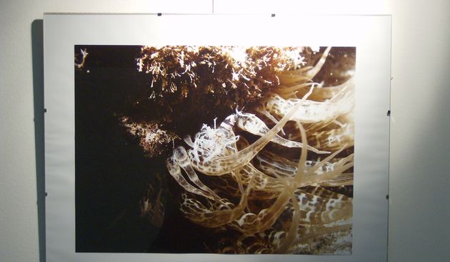 Podvodna fotografija Donat Petricioli (Foto: Ante Mandić)