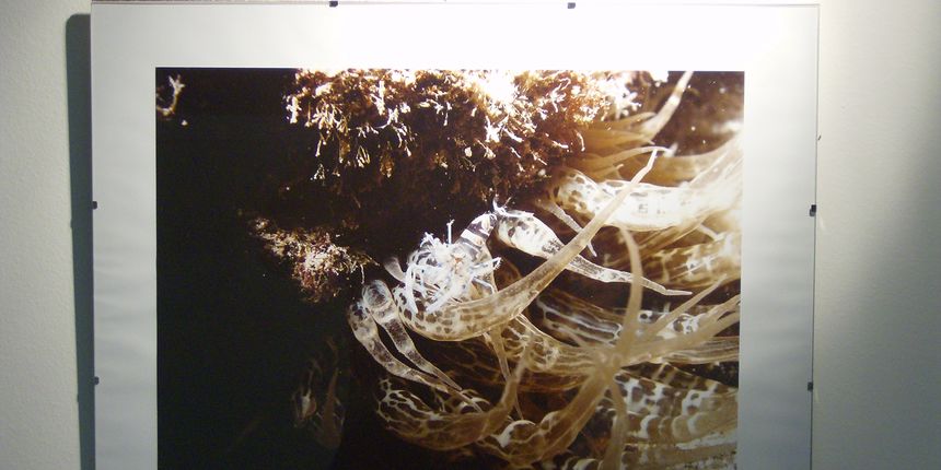 Podvodna fotografija Donat Petricioli (Foto: Ante Mandić) Podvodna fotografija Donat Petricioli (Foto: Ante Mandić)