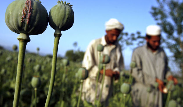 Opijum – Afganistan (Foto: abc.net)
