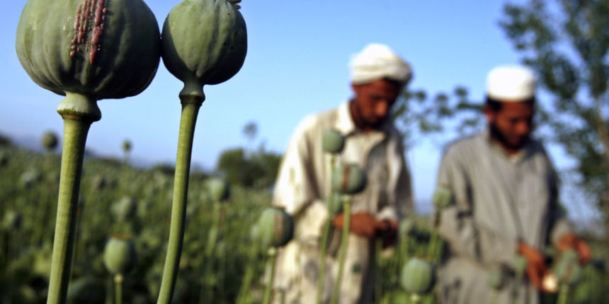 Opijum – Afganistan (Foto: abc.net)