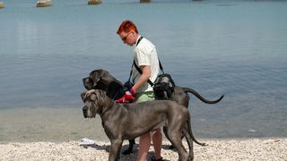 Zadar: Medjunarodna izlozba pasa CACIB 1. svibnja 2010.