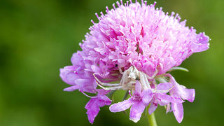 Cvijeće, bube, pauk, foto: Leo Banić