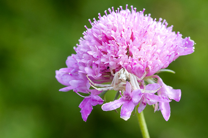 Cvijeće, bube, pauk, foto: Leo Banić