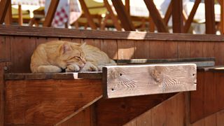 Mačja špica na zadarskoj pijaci