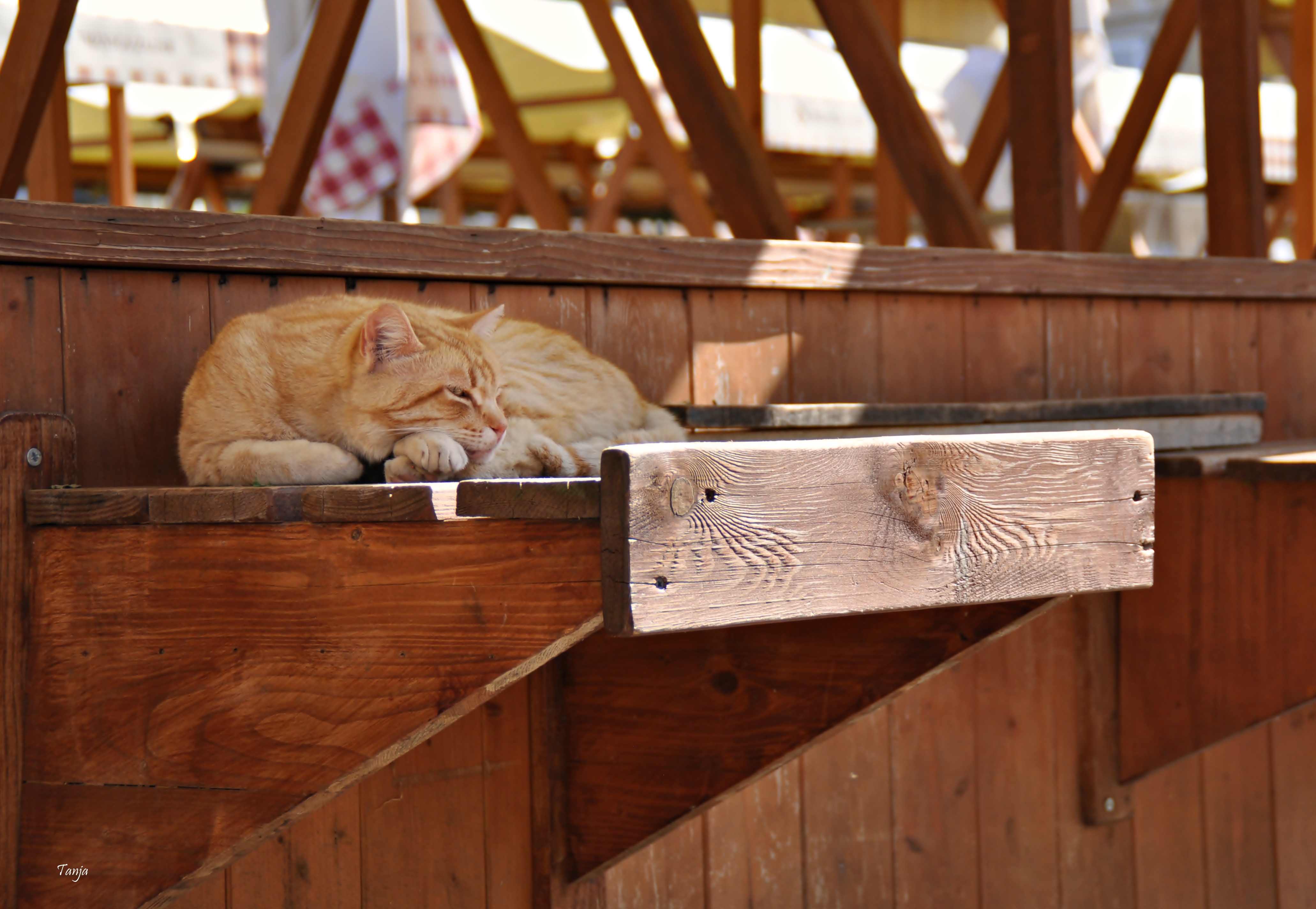 Mačja špica na zadarskoj pijaci