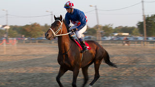 Polača: 14. Međunarodne konjičke utrke “Oluja 95”, Foto: Leo Banić Polača: 14. Međunarodne konjičke utrke “Oluja 95”, Foto: Leo Banić