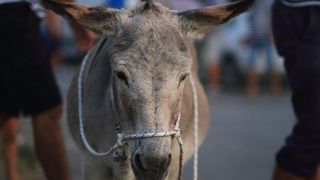 Trka Tovarov – 48. Memorijal Kenje Vijole Sukošan  Photo: Leo Banić
