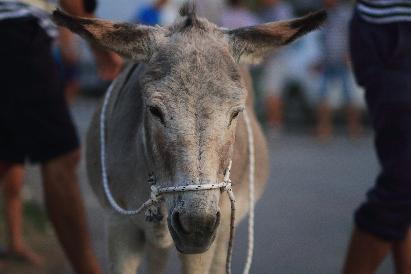 Trka Tovarov – 48. Memorijal Kenje Vijole Sukošan  Photo: Leo Banić