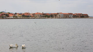 Labudovi u Bibinjama 6. svibnja 2013. Foto: Leo banić Labudovi u Bibinjama 6. svibnja 2013. Foto: Leo banić