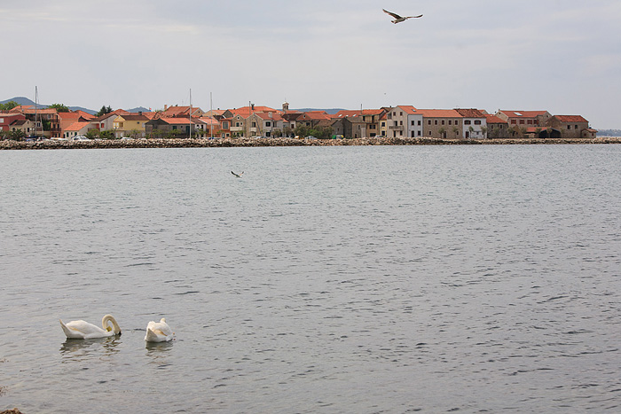 Labudovi u Bibinjama 6. svibnja 2013. Foto: Leo banić Labudovi u Bibinjama 6. svibnja 2013. Foto: Leo banić
