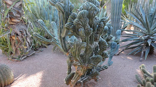 Skitnja Casablancom, foto: Pero Šindija