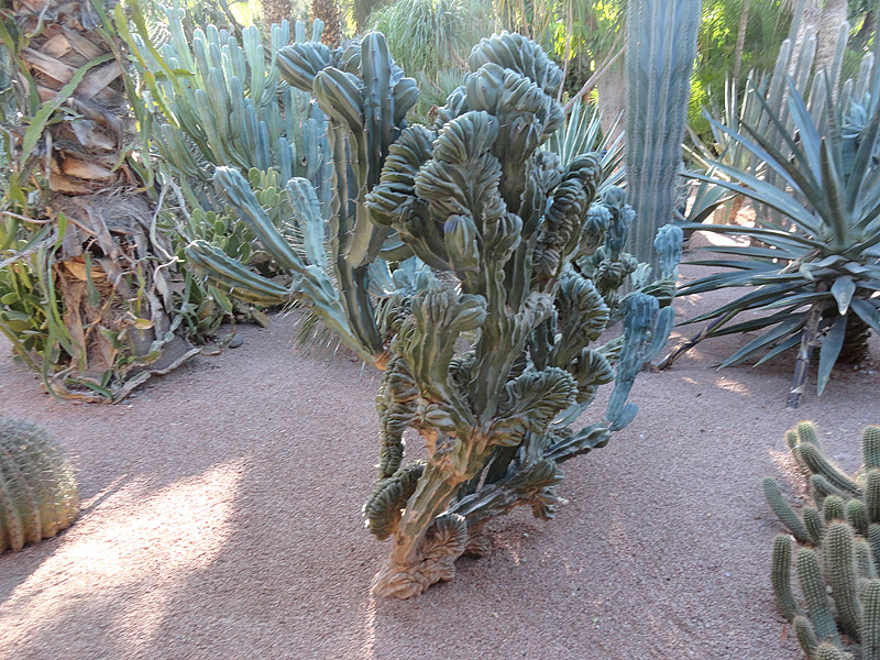 Skitnja Casablancom, foto: Pero Šindija