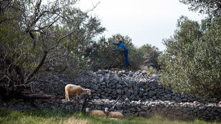 Berba maslina u Lunu, foto: V. Pesic