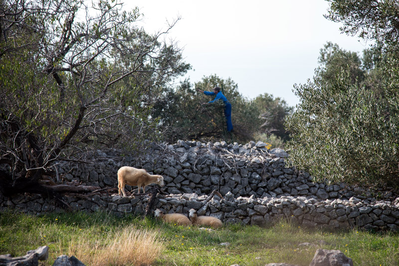 Berba maslina u Lunu, foto: V. Pesic