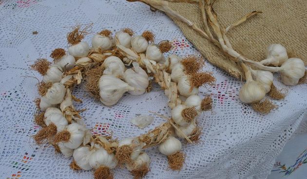 1. Festival češnjaka u Zadarskoj županiji