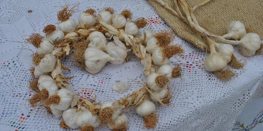 1. Festival češnjaka u Zadarskoj županiji