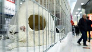 Međunarodna izložba mačaka