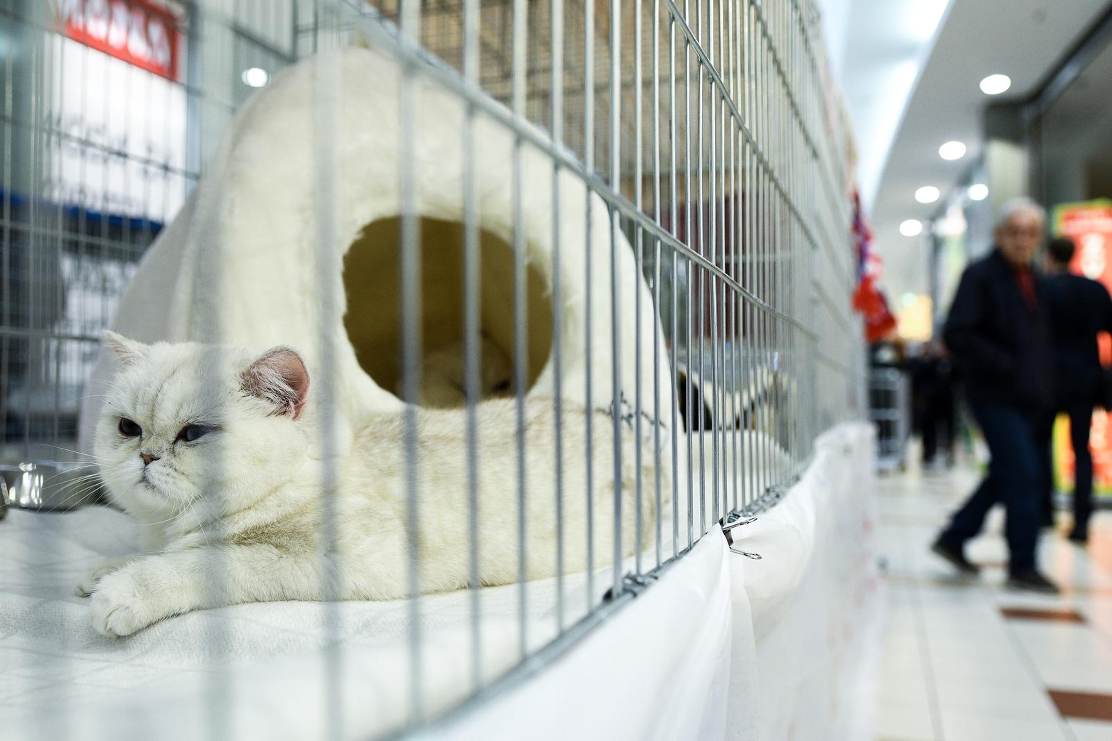 Međunarodna izložba mačaka