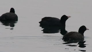 Liske u uvali Bregdetti