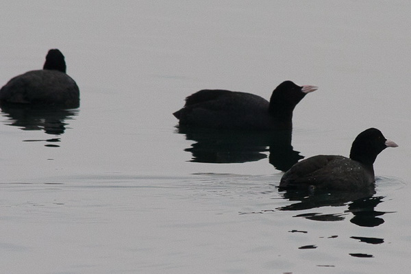 Liske u uvali Bregdetti