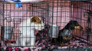 Izložba pasa na Zagrebačkom velesajmu Izložba pasa na Zagrebačkom velesajmu