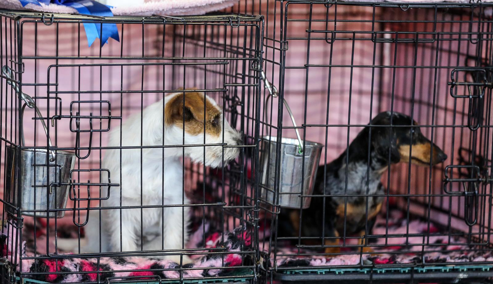 Izložba pasa na Zagrebačkom velesajmu Izložba pasa na Zagrebačkom velesajmu