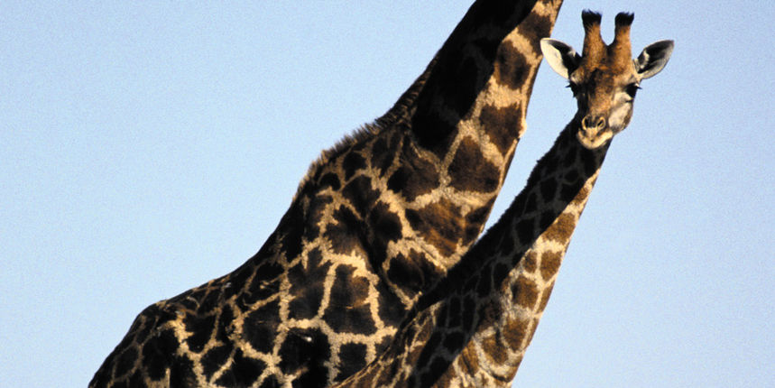 žirafe žirafe
