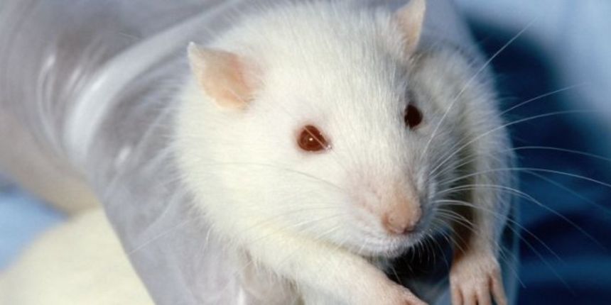 Štakor (Javno.com) Štakor (Javno.com)