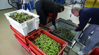 Zadar, 051112.
Uljare na zadarskom podrucju ubrzano preradjuju masline u ulje, ali prvi podaci govore da je ove godine randman izuzetno slab zbog velike suse u Dalmaciji. Detalj iz Uljare Zadar na Novom Bokanjcu u Zadru.
Foto: Jure Miskovic / CROPIX Zadar, 051112.
Uljare na zadarskom podrucju ubrzano preradjuju masline u ulje, ali prvi podaci govore da je ove godine randman izuzetno slab zbog velike suse u Dalmaciji. Detalj iz Uljare Zadar na Novom Bokanjcu u Zadru.
Foto: Jure Miskovic / CROPIX