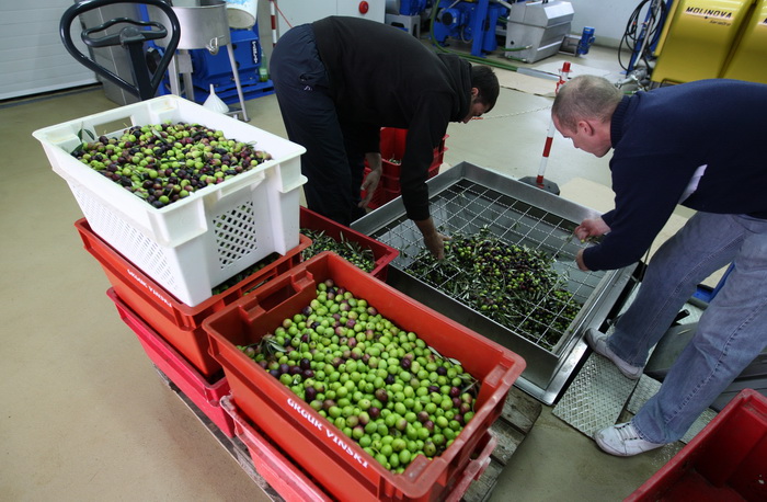 Zadar, 051112.
Uljare na zadarskom podrucju ubrzano preradjuju masline u ulje, ali prvi podaci govore da je ove godine randman izuzetno slab zbog velike suse u Dalmaciji. Detalj iz Uljare Zadar na Novom Bokanjcu u Zadru.
Foto: Jure Miskovic / CROPIX Zadar, 051112.
Uljare na zadarskom podrucju ubrzano preradjuju masline u ulje, ali prvi podaci govore da je ove godine randman izuzetno slab zbog velike suse u Dalmaciji. Detalj iz Uljare Zadar na Novom Bokanjcu u Zadru.
Foto: Jure Miskovic / CROPIX
