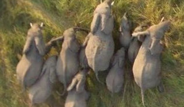 Krdo slonova, Google Earth ( foto: net.hr)